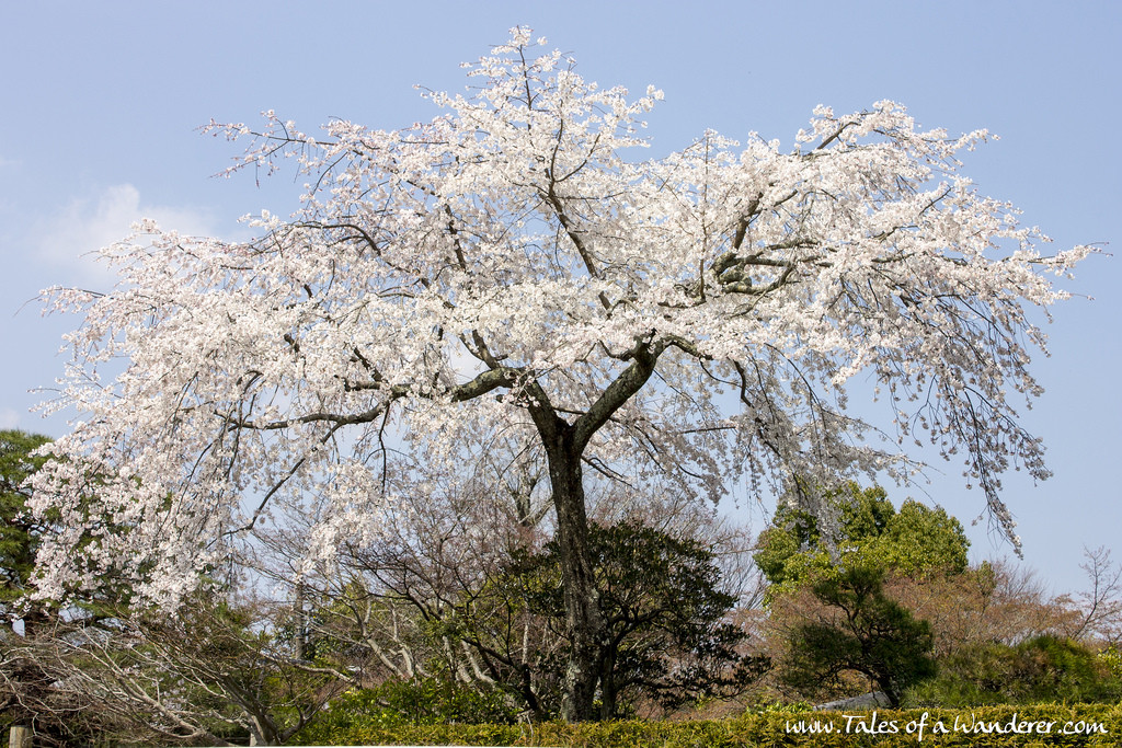 arashiyama-12