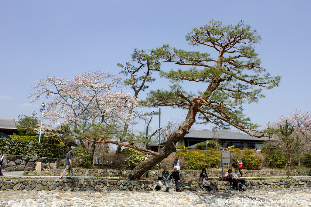 arashiyama-13