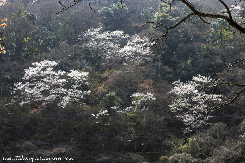 arashiyama-18