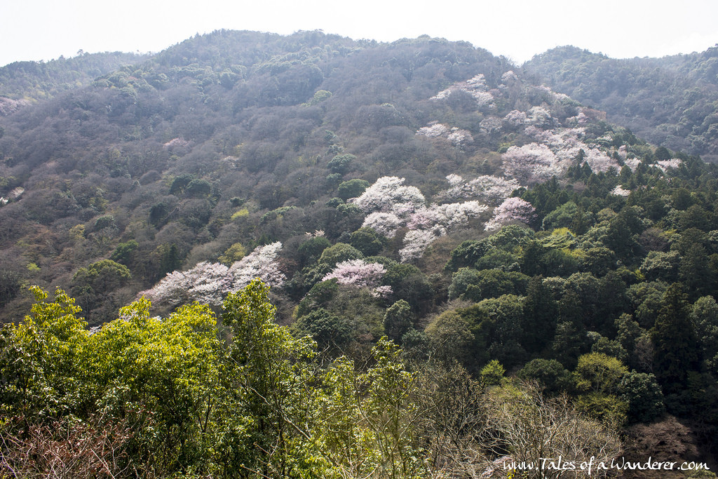 arashiyama-21