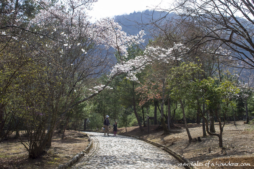 arashiyama-22