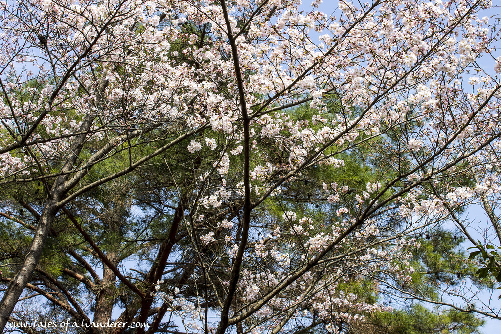 arashiyama-24