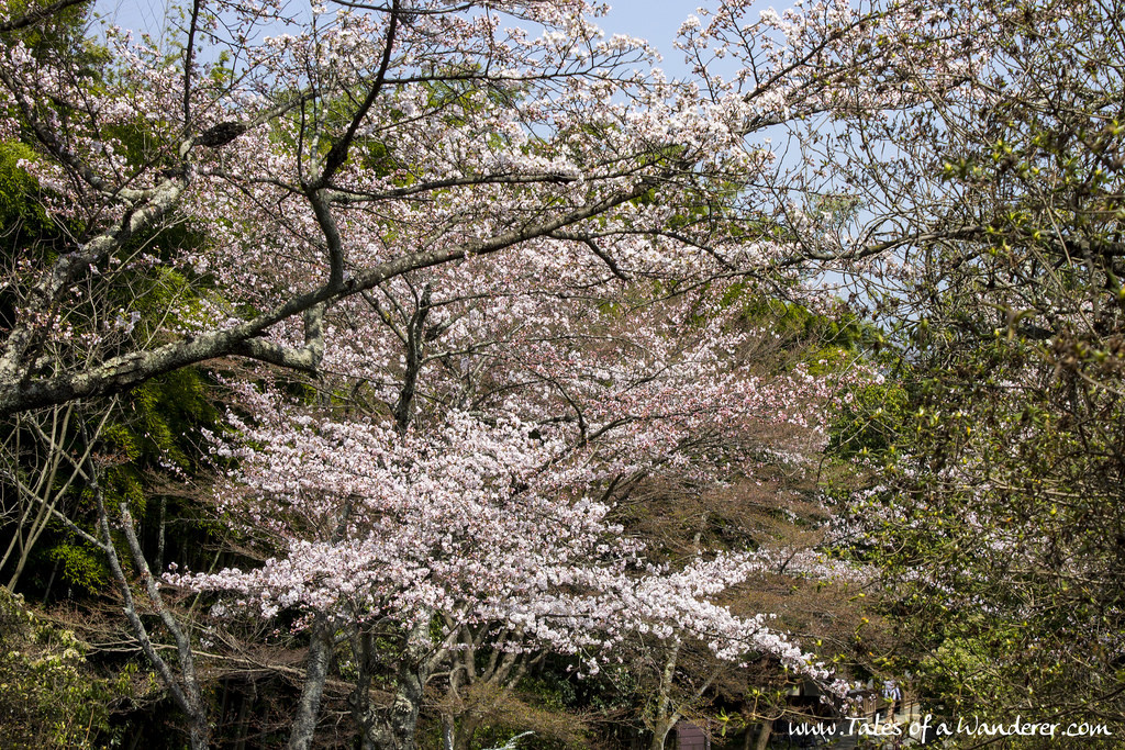 arashiyama-25