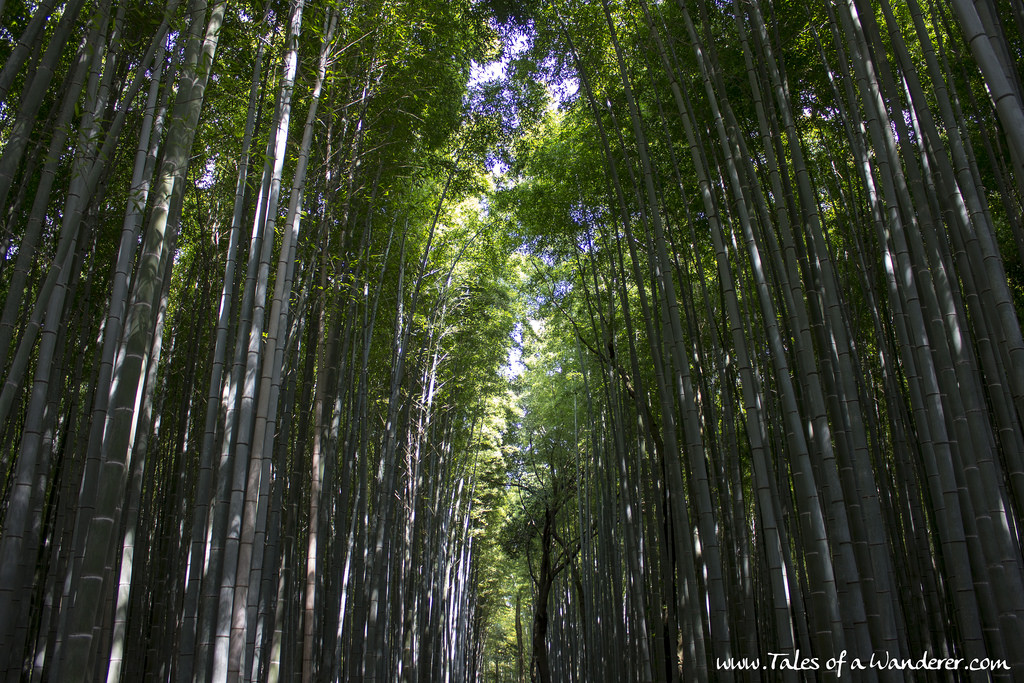 arashiyama-26