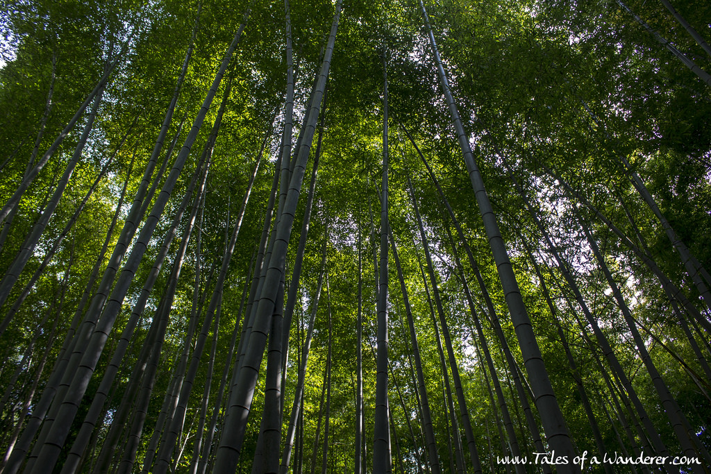 arashiyama-28